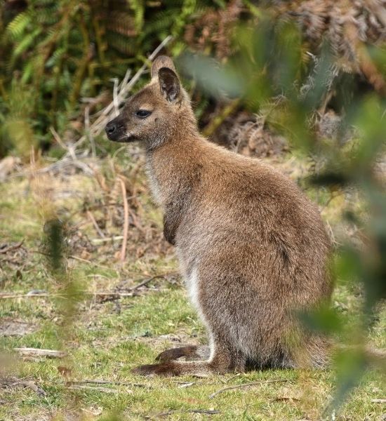 Tasmanian pademelon