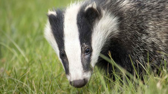 Badger