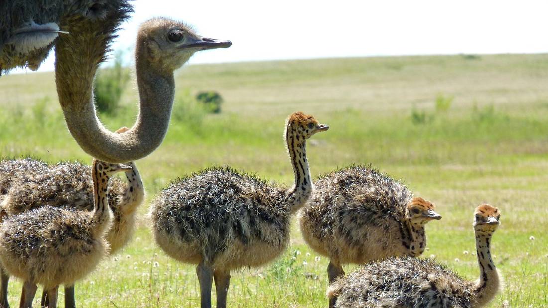 flock of ostriches