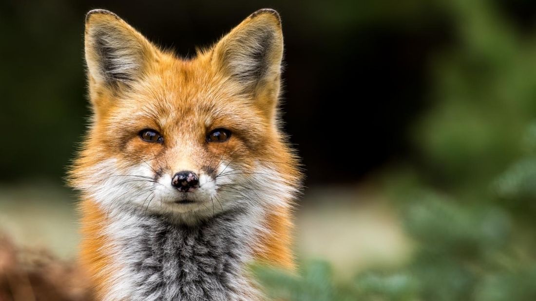 close up of fox face