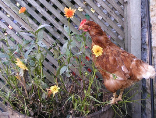 Hen