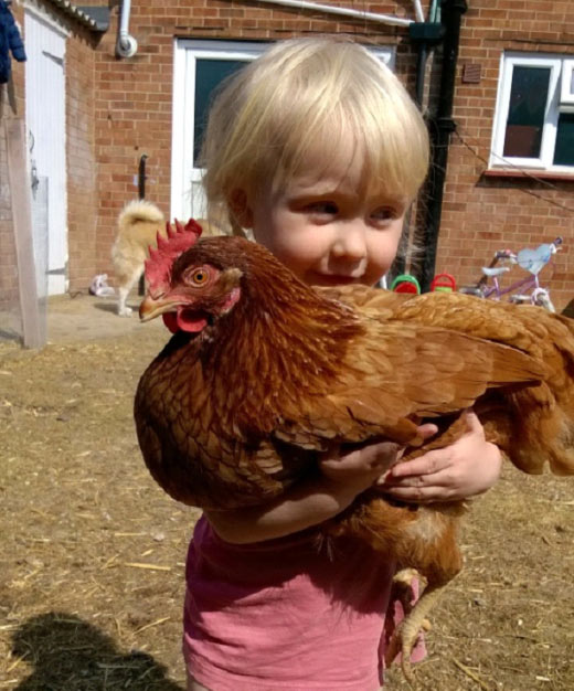 Hug a hen