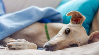 UK's Biggest Greyhound Stadium Closes Its Doors for Good