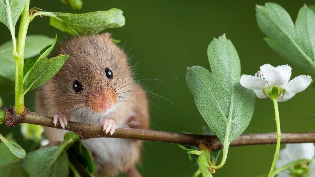 wild rodent peering over twig