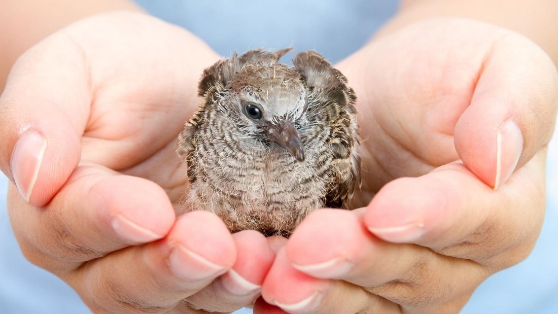 holding bird in hands wildlife rescue