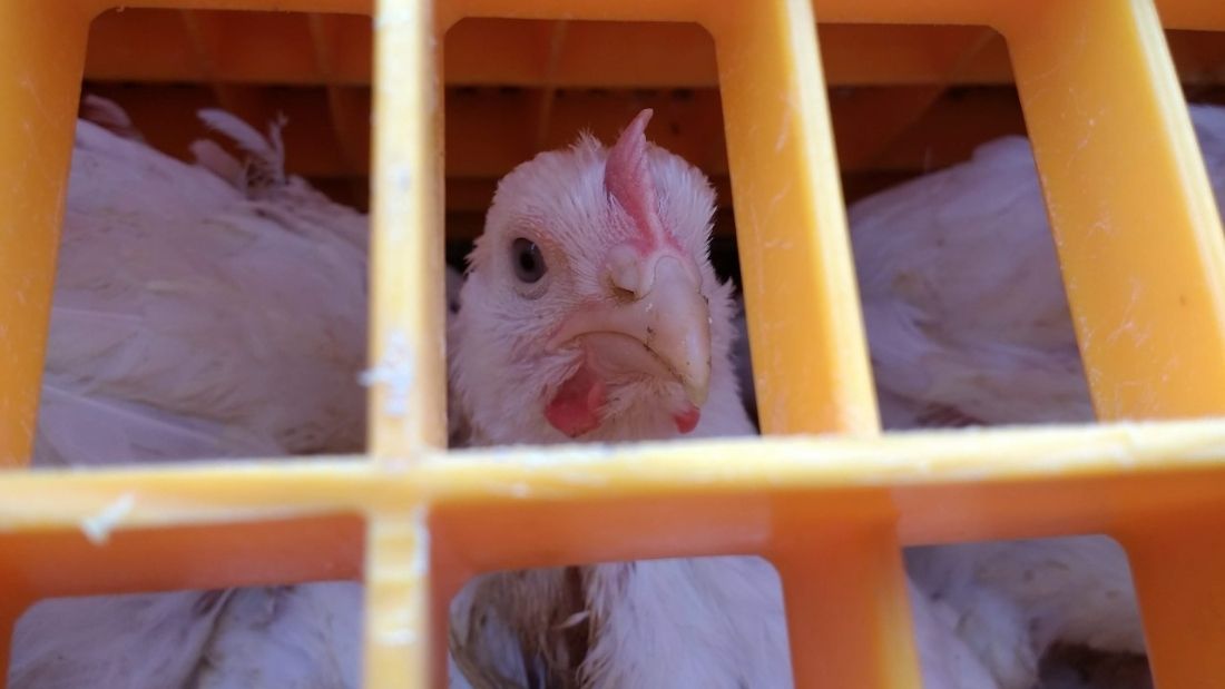 Broiler chicken preparing for slaughter