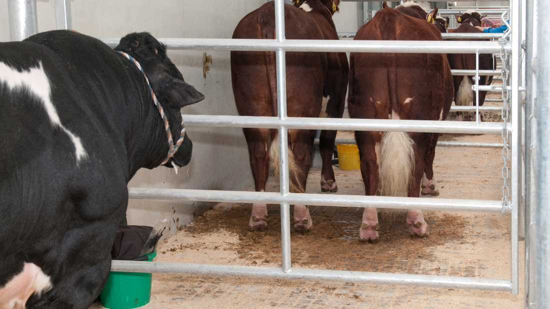 Cattle Market