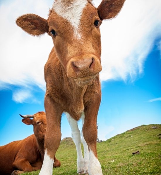 Curious calf