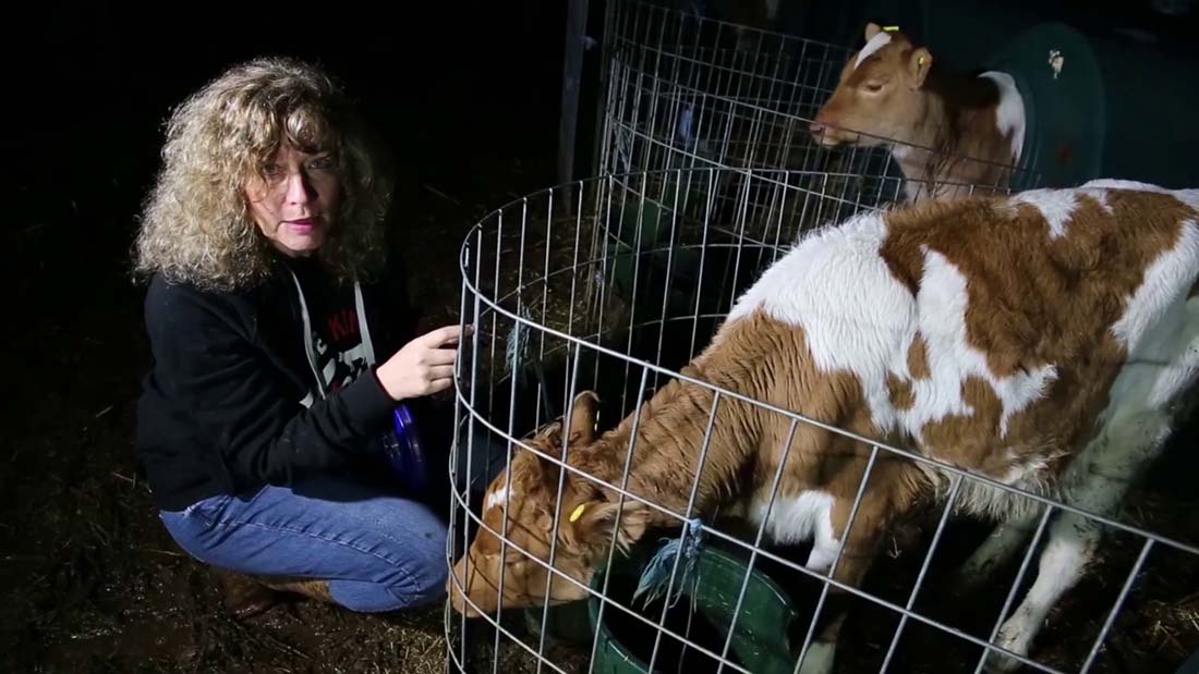 Juliet with calves Fairfield Farm - Devon