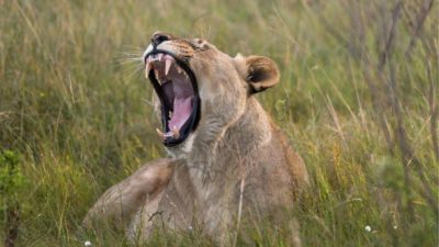 Lions teeth