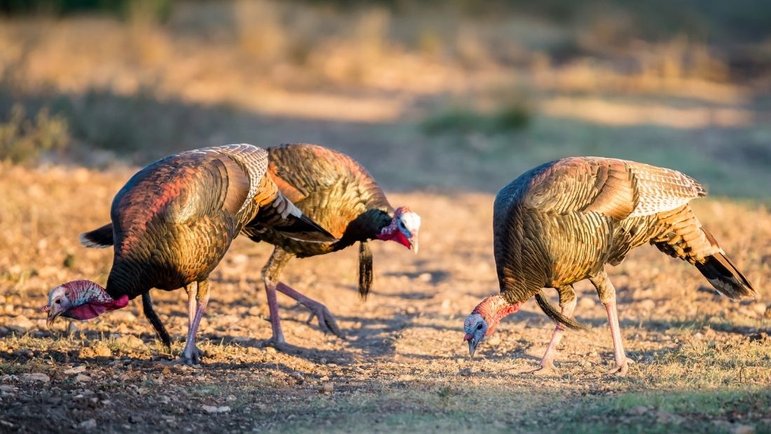 Wild turkeys