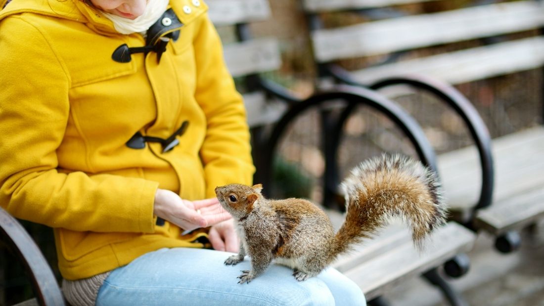 Urban squirrel