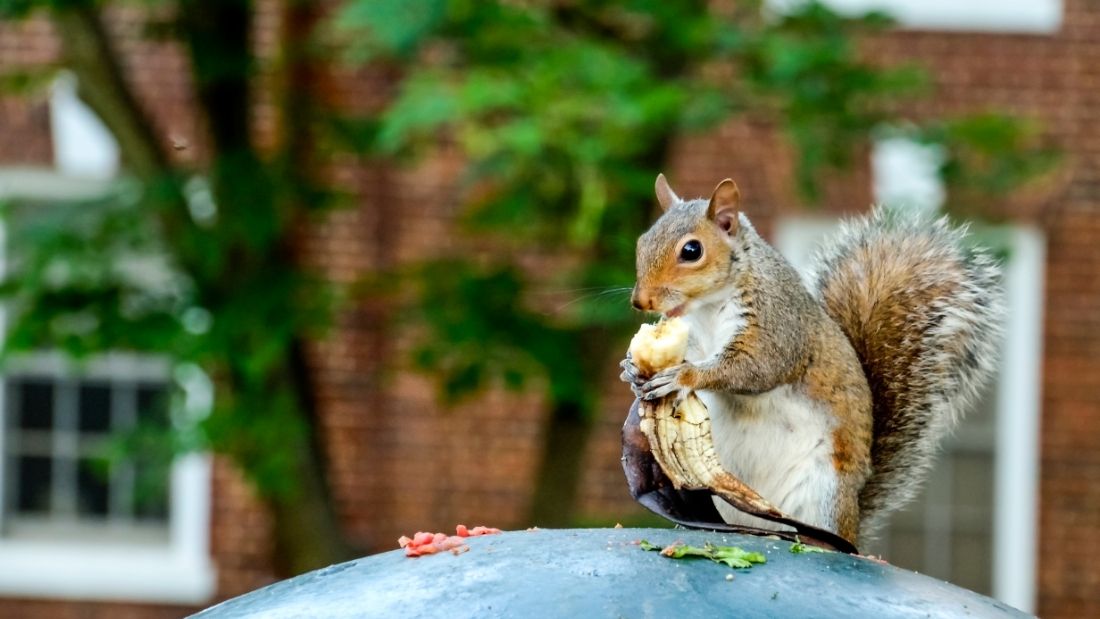 Urban squirrel