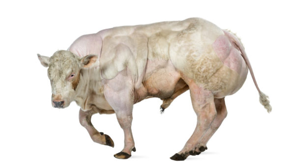 Belgian Blue