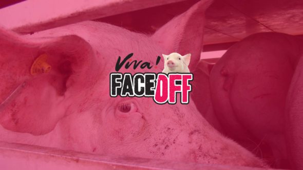 Face off pigs banner