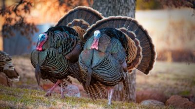 two male wild turkeys on grass