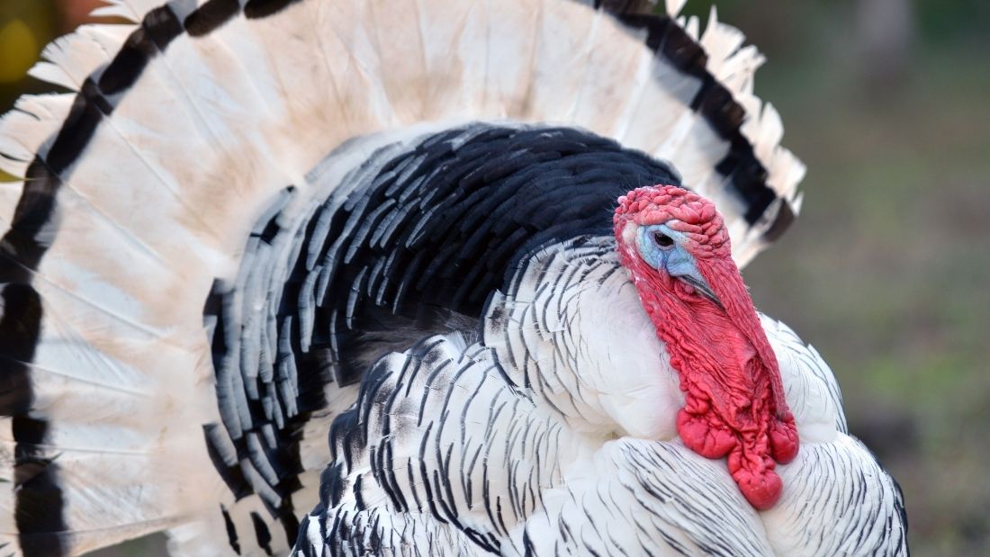 White male turkey