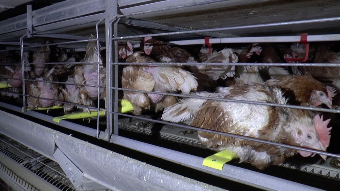 Hens in enriched cage