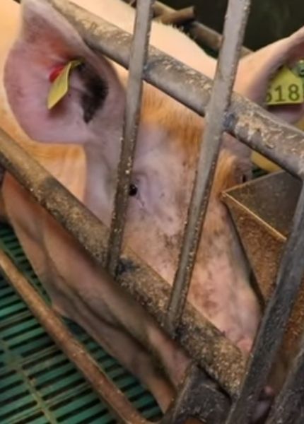 pig behind bars on calvsley farm