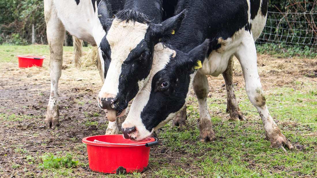 Cow Rescue