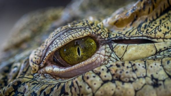 Crocodile eye