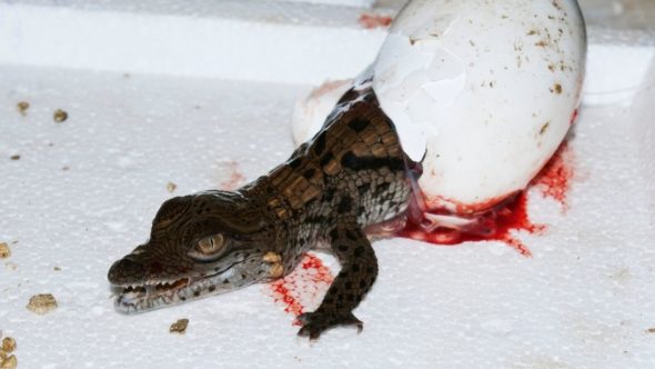 Crocodile hatchling