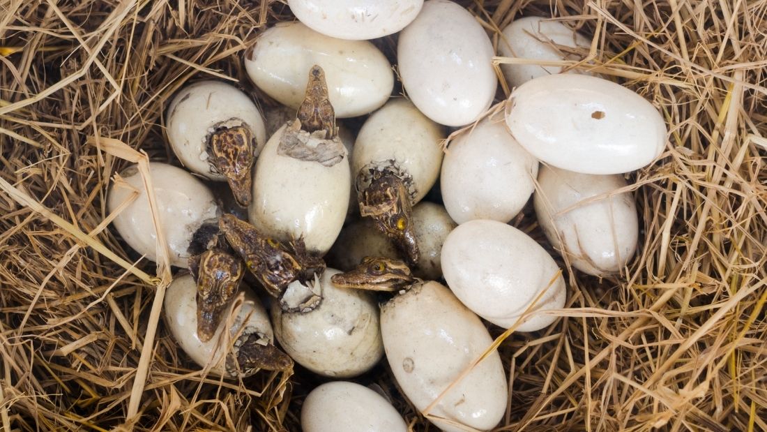 Crocodile hatchlings