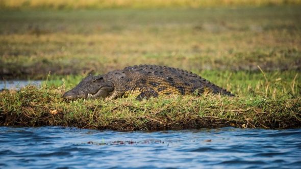 Crocodile on land