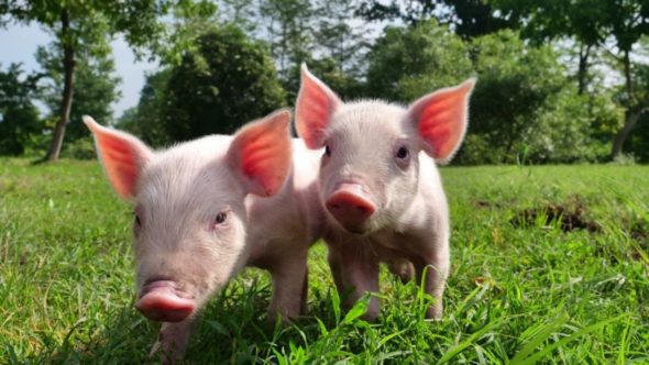 Two cute piglets on the grass