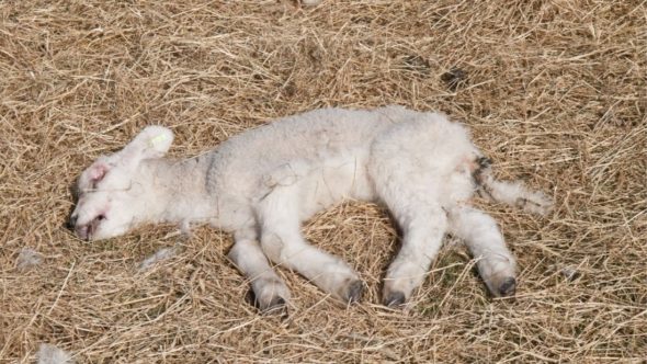 Dead lamb