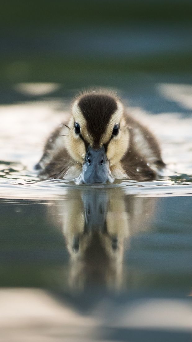 Ducks and geese