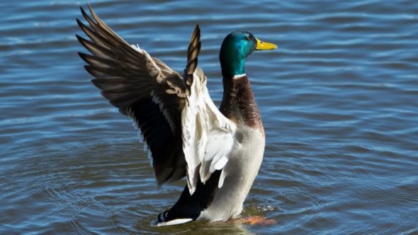 Ducks and geese