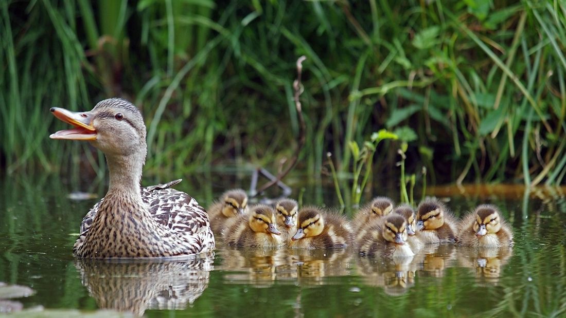 Ducks and geese