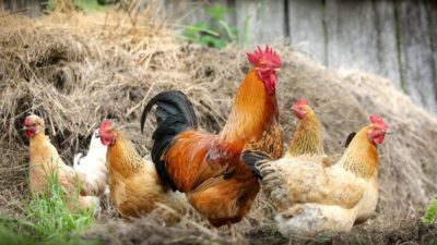 Group of chickens