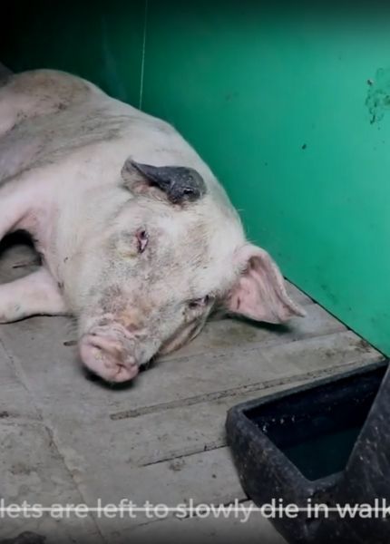 pig dying at whiteshoot farm