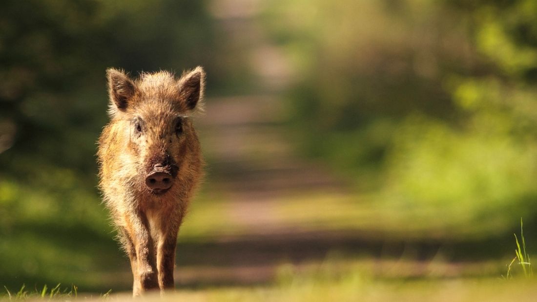 Wild boar piglet