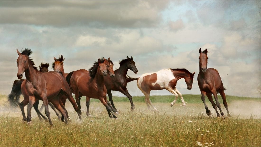 wild horses