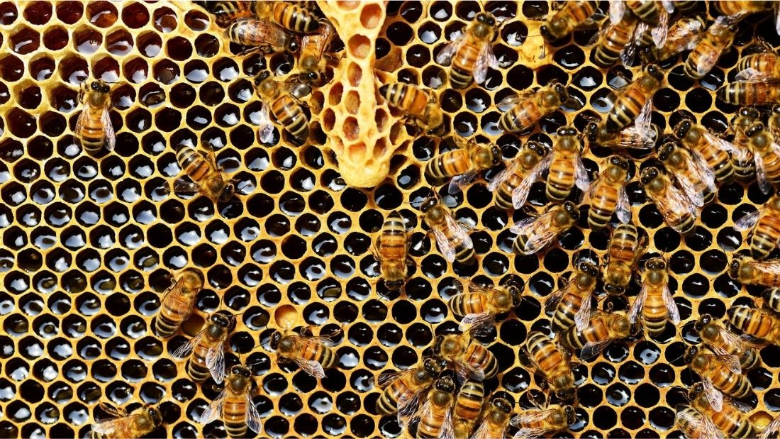 Bees on honeycomb