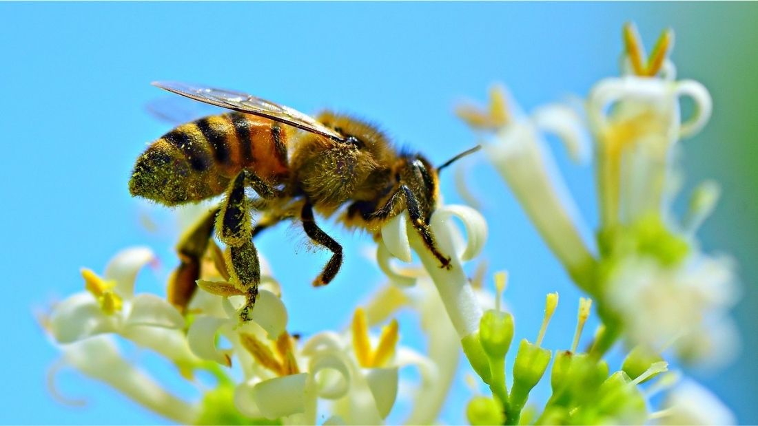 bee pollinating a flower