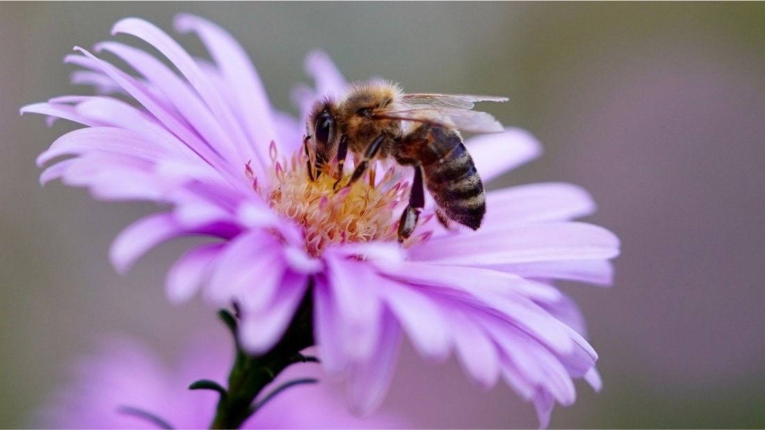 a bee on a purple flower