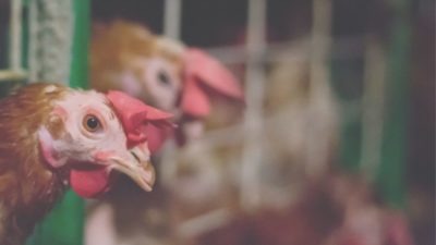 egg laying hen sticking her head out of a cage