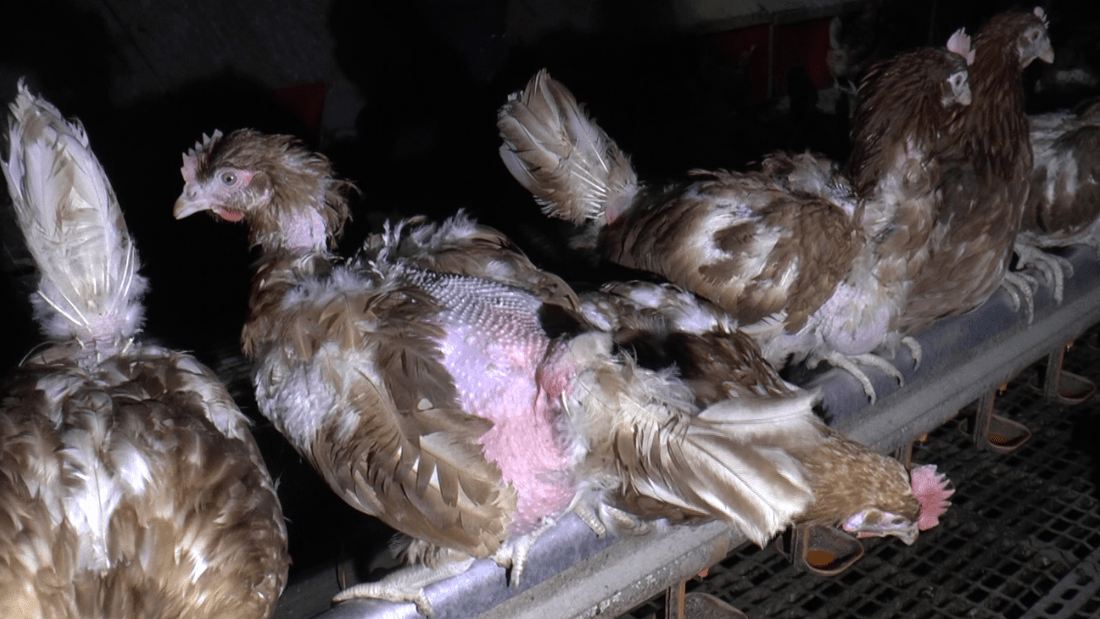 Hen with severe feather loss on perch