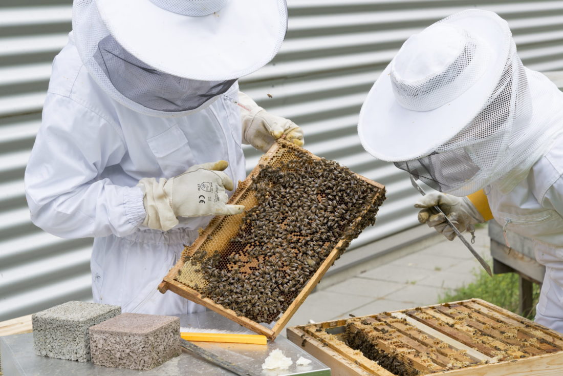 Honeycomb shelf extracted by beekeepers