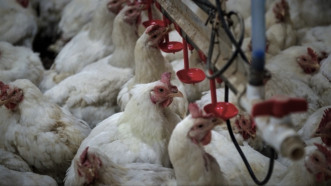 Chicken in a factory farm