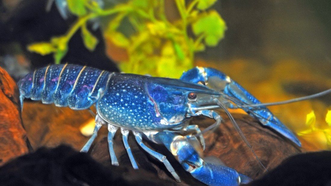 blue lobster