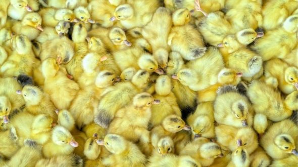 ducklings