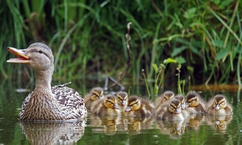 ducks swimming