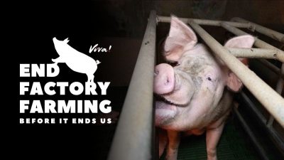 End Factory Farming