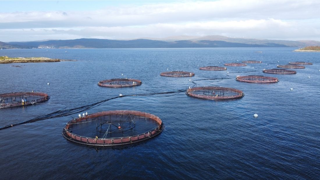 Scottish salmon farm