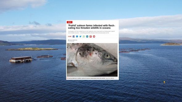 Scottish Salmon Investigation